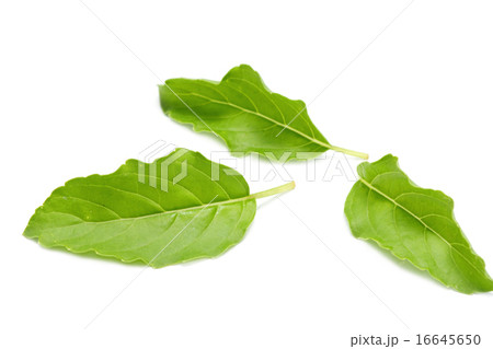 green basil leaf 16645650