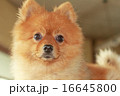 見つめる 16645800