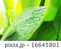 しずく 16645801