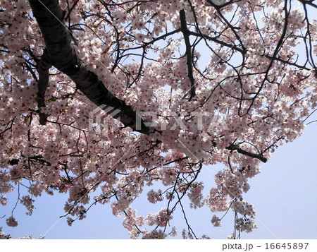 青空の下の満開の桜の花 16645897
