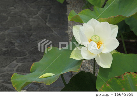 十輪院の白い蓮 十輪院の白い蓮 16645959