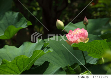 十輪院のハス 十輪院のハス 16645989