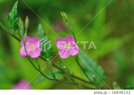 赤花夕化粧（あかばなゆうげしょう） 16646232