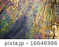 Motley texture of a wood 16646986