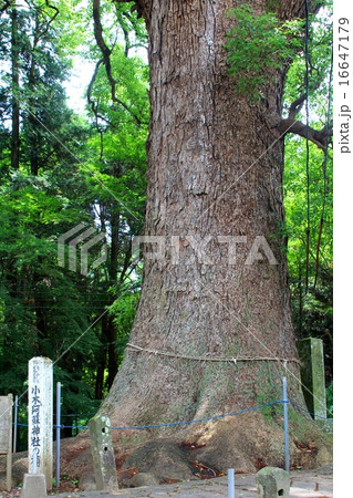 小木阿蘇神社の大クスノキ 小木阿蘇神社の大クスノキ 16647179