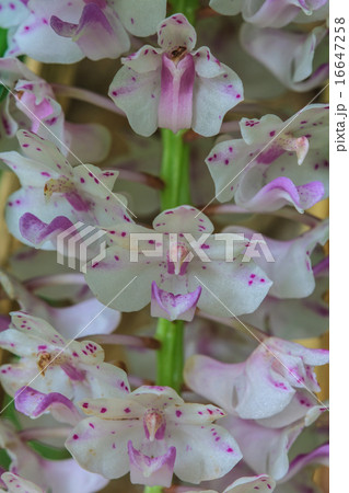 wild orchids in forest of Thailand 16647258