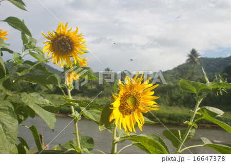 beautiful sunflower in field and blue sky 16647378