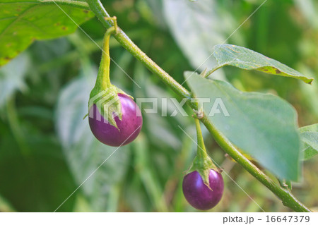 fresh vegetable eggplant on tree 16647379