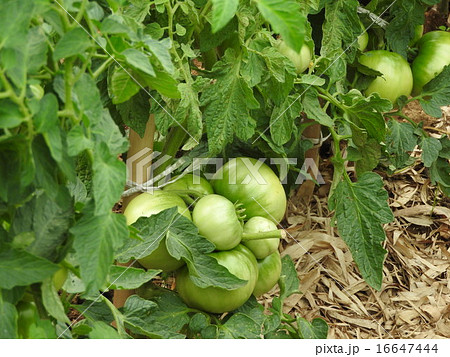 サラダに絶対欠かせないトマトの自家栽培にチャレンジしてみよう。 サラダに絶対欠かせないトマトの自家栽培にチャレンジしてみよう。 16647444