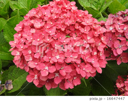 雨上がりは特に生き生きと輝いて ピンク色の紫陽花の花 の写真素材