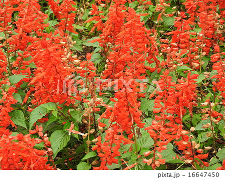 ブラジル原産 情熱的な赤い花を咲かせるサルビアの花 の写真素材