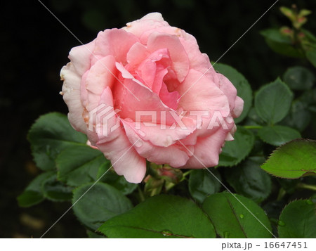 雨上がりは生き生きとして、鮮やかなピンク色の薔薇の花。 16647451