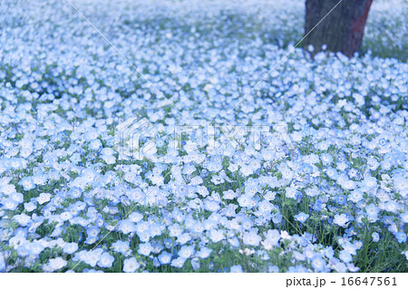 ネモフィラの青い花畑６の写真素材