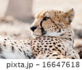 Cheetah face closeup portrait showing fur detail 16647618
