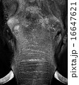 Asian elephant head close up 16647621
