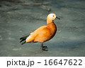 Wild duck called ogar in melted lake surface 16647622