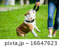bulldog getting the toy from the owner hands 16647623