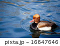 Duck with rusty head Red-crested Pochard 16647646