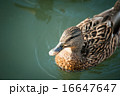 Young Duck in a Lake. Top view 16647647