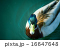 Mallard Drake 16647648