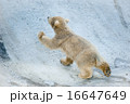 The little polar bear baby goes up 16647649