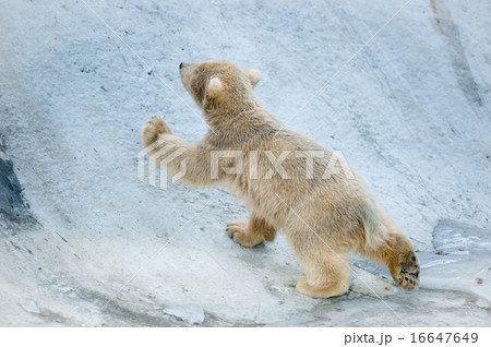 The little polar bear baby goes up 16647649