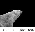 polar bear isolated on black monochrome portrait 16647650
