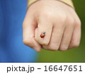A closeup view of child's hand hold the ladybug 16647651