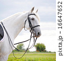 A portrait of beautiful gray dressage horse 16647652