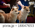 Japanese Breed Shiba Inu at the dog show portrait 16647653