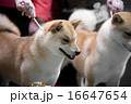 Japanese Breed Shiba Inu on table at dog show 16647654