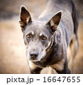 smart big-eyed dog look at camera 16647655