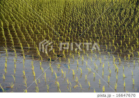 日本　群馬県　田植え 16647670