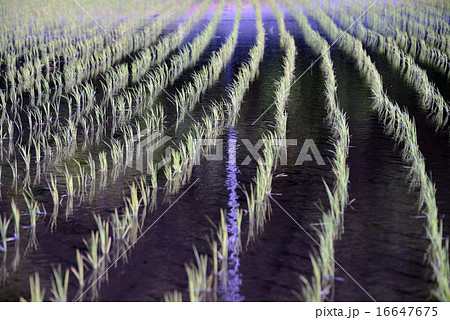 日本　群馬県　田植え 16647675