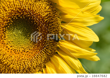 ひまわりとハナムグリ ひまわりとハナムグリ 16647682