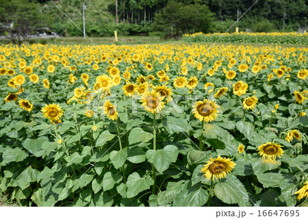 ひまわり畑 ひまわり畑 16647695