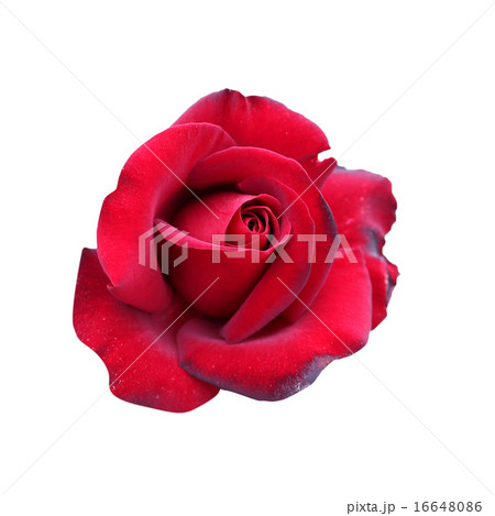 ローズ03(白背景) 16648086