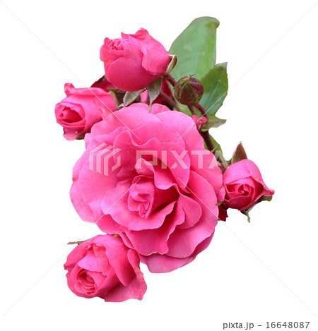 ローズ04(白背景) 16648087