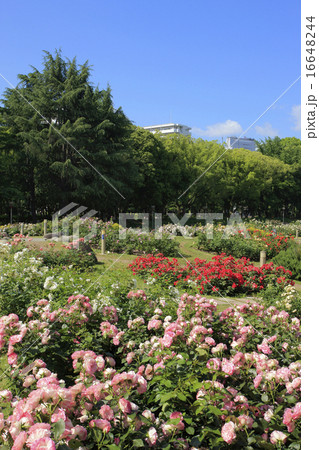 靱公園・バラ園 16648244