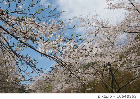寺尾ヶ原千本桜 関市 寺尾ヶ原千本桜 関市 16648565