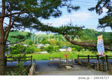 静岡県観光スポット観光案内・韮山の江川邸の入口にかかる松の枝と周辺風景・横位置 16648727