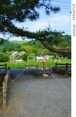 静岡県観光スポット観光案内・韮山の江川邸の入口にかかる松の枝と周辺風景・縦位置 16648728