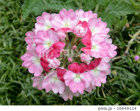バーベナの花言葉は 家族愛 結婚祝いや新築祝いに最適な花 の写真素材 16649114 Pixta