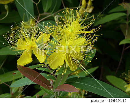 女性のまつ毛のような雄蕊が特長的なビョウヤナギの花 の写真素材