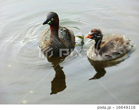 巣立ちを間近にしたカイツブリの親子。 巣立ちを間近にしたカイツブリの親子。 16649116