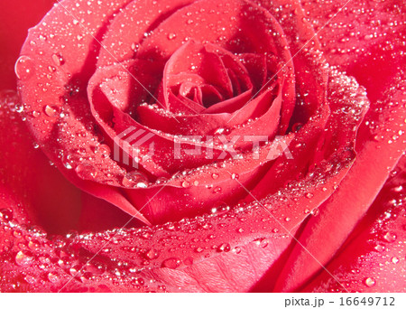 background of red rose background of red rose 16649712