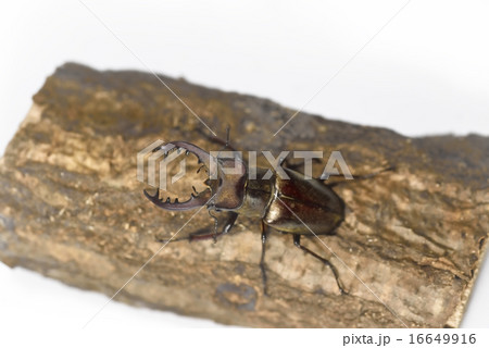 ミヤマクワガタ 16649916