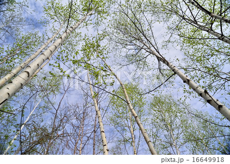 シラカバ 16649918