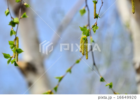 シラカバ 16649920