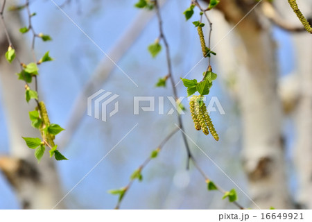 シラカバ 16649921